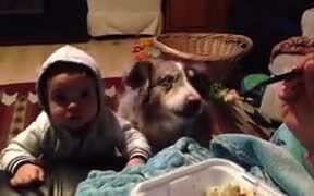Dog Saying Mama! - Animals - VIDEOTIME.COM
