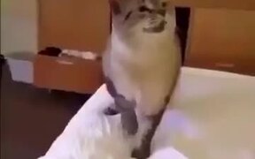 How A Cat Sneezes - Animals - VIDEOTIME.COM