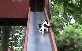 Mother Cat Trying To Control Kittens On A Slide - Animals - VIDEOTIME.COM