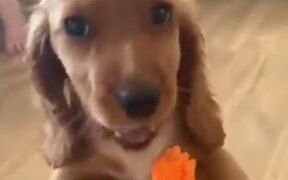 Puppy Eating A Carrot - Animals - VIDEOTIME.COM