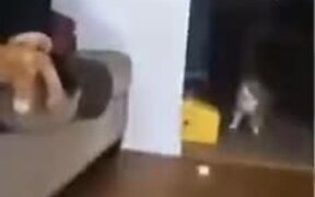 Cat Scared To See.. - Animals - VIDEOTIME.COM