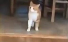 Cat Scared To See.. - Animals - VIDEOTIME.COM