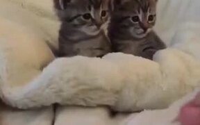 Kitten Scared By Finger - Animals - VIDEOTIME.COM