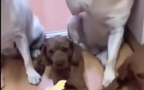 Pet Dogs Blaming Each Other For The Mess