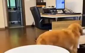 A Very Clever Dog - Animals - VIDEOTIME.COM