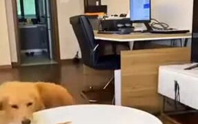 A Very Clever Dog - Animals - VIDEOTIME.COM