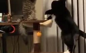 Two Kitties Gently Playing