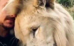 When A Lion Is Your Friend - Animals - VIDEOTIME.COM