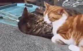 A Lovely Cat Couple Taking Nap Together - Animals - VIDEOTIME.COM