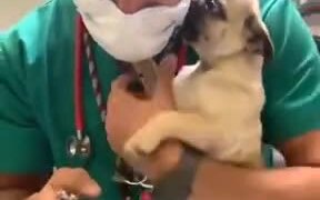 Pug Puppy Getting Nail Trimmed At The Vet - Animals - VIDEOTIME.COM