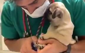 Pug Puppy Getting Nail Trimmed At The Vet