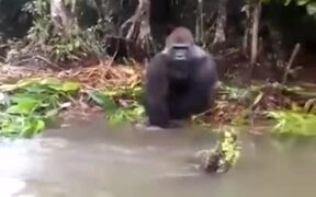 Just A Naughty Gorilla