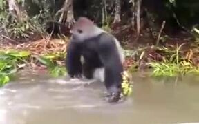 Just A Naughty Gorilla - Animals - VIDEOTIME.COM