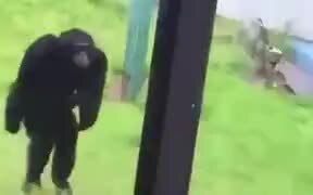 Human And Chimp Dancing Together