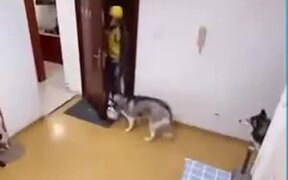 Dogs Slamming The Door On The Delivery Man - Animals - VIDEOTIME.COM