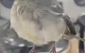 Sailor Saving Little Drowned Bird - Animals - VIDEOTIME.COM