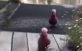 Birds Enjoying Their Own Ramp Walk
