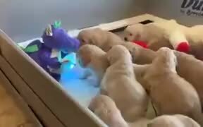 Stuffed Dinosaur Reading Story To Puppies - Animals - VIDEOTIME.COM
