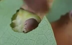 A Cute Hungry Caterpillar