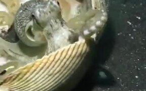 Clever Octopus Uses Shells To Defend