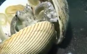 Clever Octopus Uses Shells To Defend