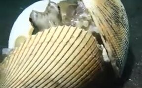 Clever Octopus Uses Shells To Defend - Animals - VIDEOTIME.COM
