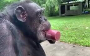 An Ape Calmly Enjoying A Cherry Popsicle - Animals - VIDEOTIME.COM