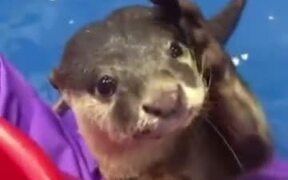 Otter Showing Human How To Pet It