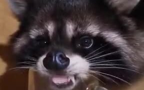 Raccoon Drinking Out Of A Mug