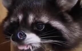 Raccoon Drinking Out Of A Mug - Animals - VIDEOTIME.COM