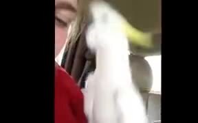 A Dangerous Peekaboo Game By A White Cockatoo - Animals - VIDEOTIME.COM