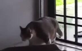 Hilarious Struggle Of A Fat Cat