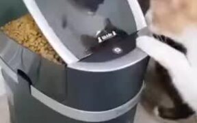 When A Cat Is Too Impatient For Food - Animals - VIDEOTIME.COM
