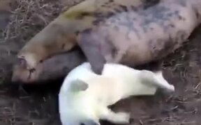 Baby Seal Enjoying Mother's Love