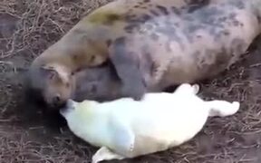 Baby Seal Enjoying Mother's Love