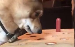 Dog Losing Its Cool In A Game