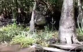 A Real-Life Water Monster