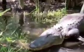 A Real-Life Water Monster - Animals - VIDEOTIME.COM