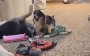 New Puppy And Old Dog Bonding - Animals - VIDEOTIME.COM