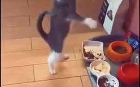 Cat Malfunctioning From Different Food - Animals - VIDEOTIME.COM