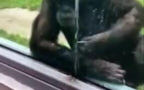 Monkey With A Straw Wants To Drink Juice