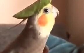 A Stylish Looking Cockatiel Singing