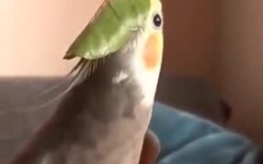 A Stylish Looking Cockatiel Singing