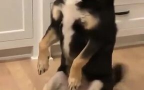 Dog With A Special Sitting Position