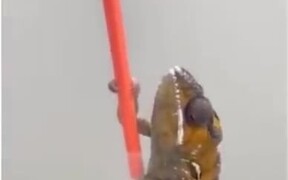 Lizard Changing Color While Climbing - Animals - VIDEOTIME.COM