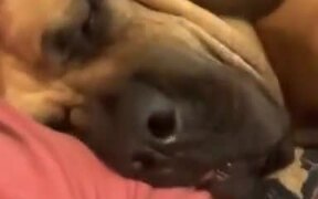 Dog Snoring Funnily On A Human's Shoulder - Animals - VIDEOTIME.COM