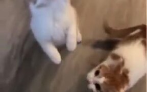 Pranking Two Cute Kittens