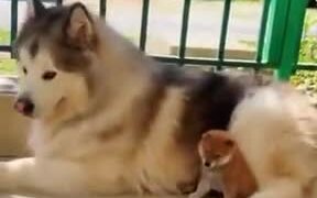 A Shiba With A Husky - Animals - VIDEOTIME.COM