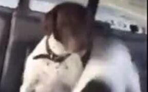 A Dog Circling Another Dog In The Backseat - Animals - VIDEOTIME.COM