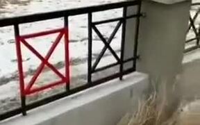 Dog Loves To Jump Through The Fence - Animals - VIDEOTIME.COM